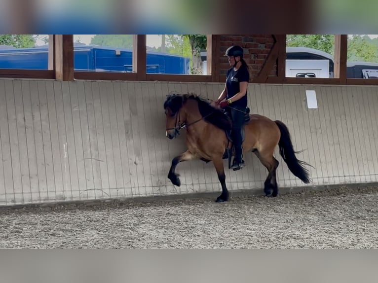 Islandpferd Wallach 6 Jahre 138 cm Brauner in Soltau