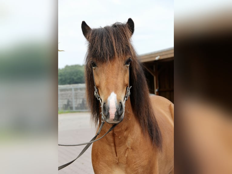 Islandpferd Wallach 6 Jahre 138 cm Brauner in Soltau