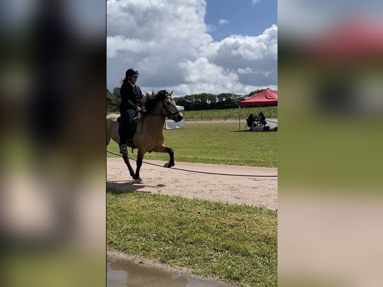 Islandpferd Wallach 6 Jahre 138 cm Buckskin in Agerskov