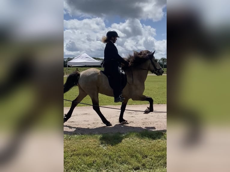 Islandpferd Wallach 6 Jahre 138 cm Buckskin in Agerskov