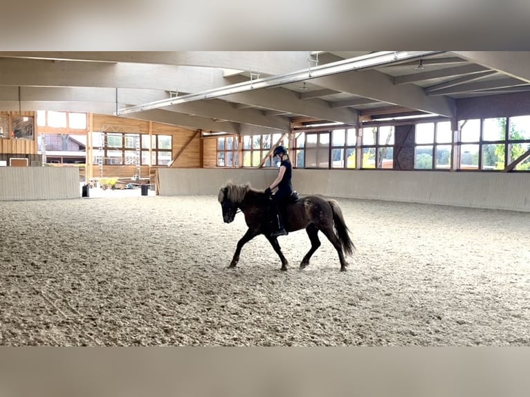 Islandpferd Wallach 6 Jahre 138 cm in Soltau