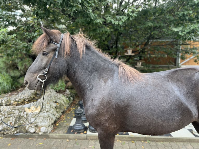 Islandpferd Wallach 6 Jahre 138 cm Rappe in Lochen am See