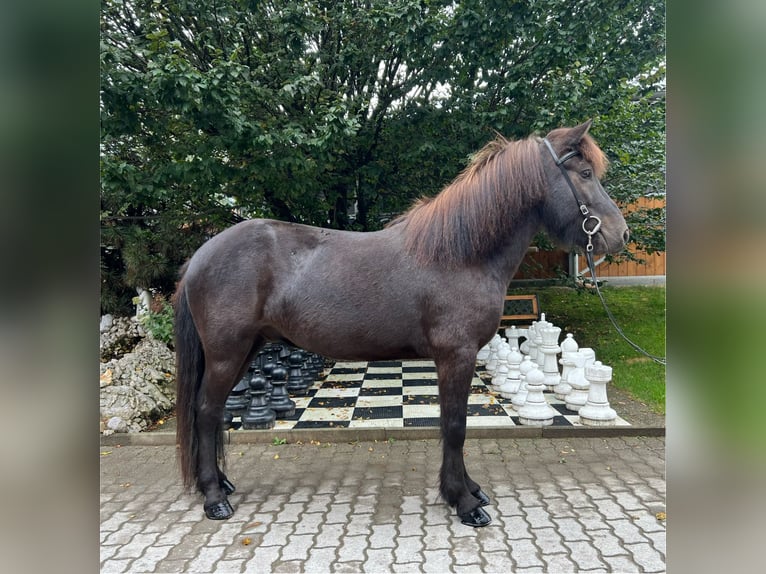 Islandpferd Wallach 6 Jahre 138 cm Rappe in Lochen am See