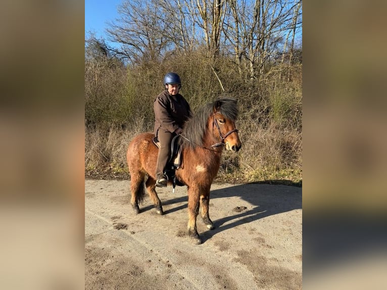 Islandpferd Wallach 6 Jahre 138 cm Roan-Bay in Gamlen