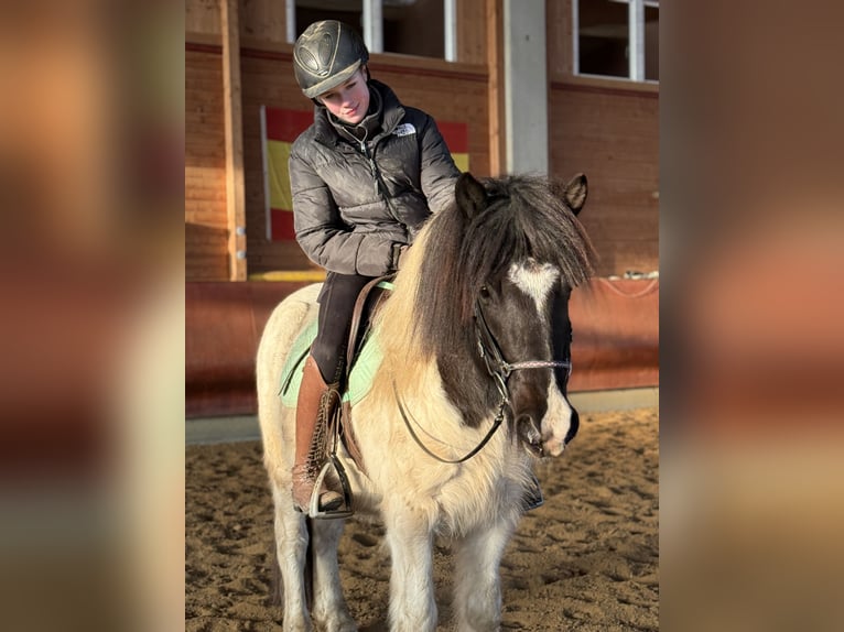 Islandpferd Wallach 6 Jahre 138 cm Schecke in Achstetten