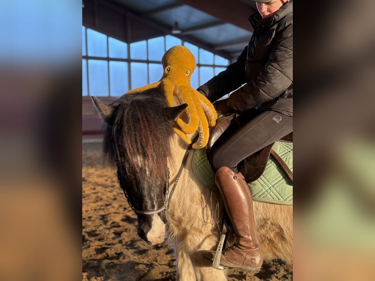 Islandpferd Wallach 6 Jahre 138 cm Schecke in Achstetten