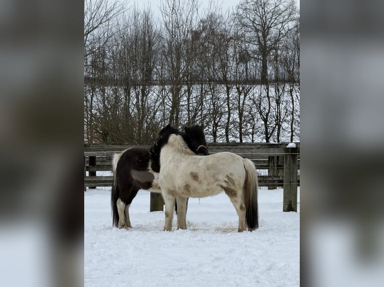 Islandpferd Wallach 6 Jahre 138 cm Schecke in Achstetten