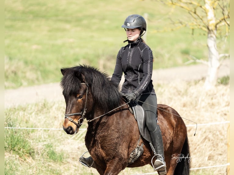 Islandpferd Wallach 6 Jahre 139 cm Brauner in Walshausen