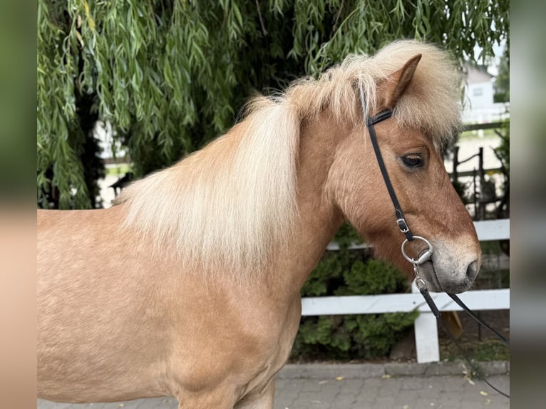 Islandpferd Wallach 6 Jahre 139 cm Falbe in Lochen am See