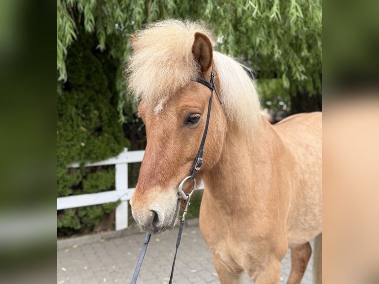 Islandpferd Wallach 6 Jahre 139 cm Falbe in Lochen am See