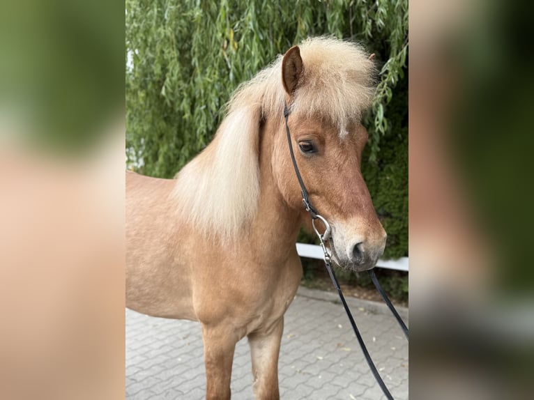 Islandpferd Wallach 6 Jahre 139 cm Falbe in Lochen am See