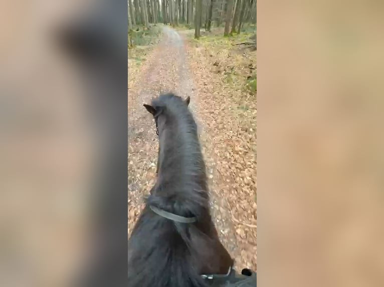 Islandpferd Wallach 6 Jahre 139 cm Rappe in Holzgünz