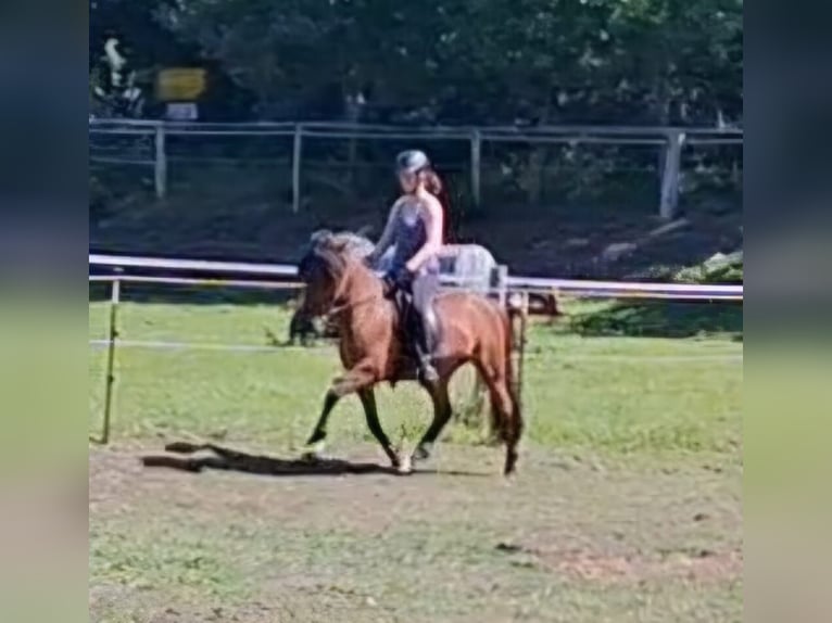 Islandpferd Wallach 6 Jahre 140 cm Brauner in Egestorf-Sahrendorf