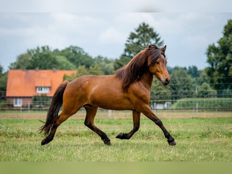 Islandpferd Wallach 6 Jahre 140 cm Brauner in Egestorf-Sahrendorf