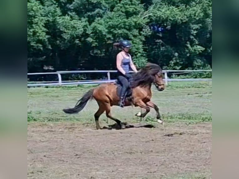 Islandpferd Wallach 6 Jahre 140 cm Brauner in Egestorf-Sahrendorf