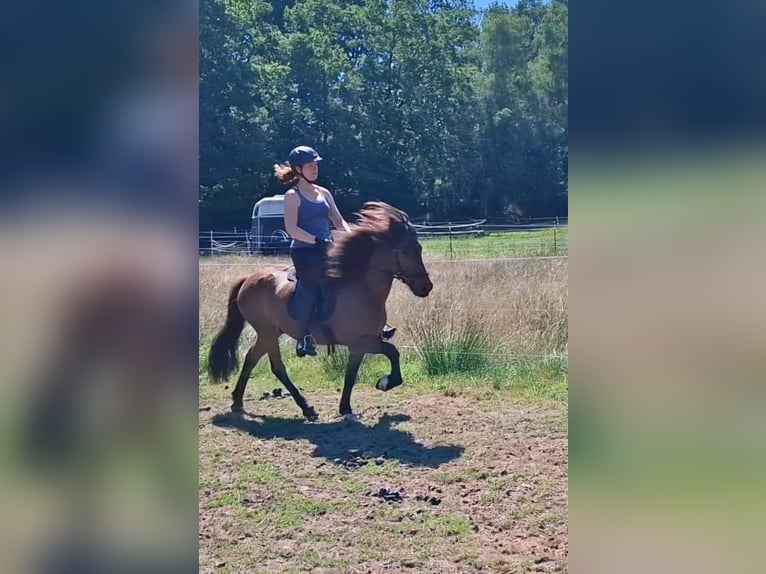 Islandpferd Wallach 6 Jahre 140 cm Brauner in Egestorf-Sahrendorf