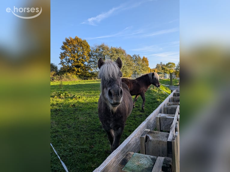 Islandpferd Wallach 6 Jahre 140 cm Champagne in Fargau-Pratjau