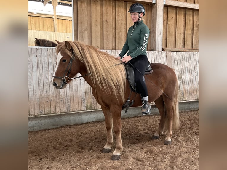 Islandpferd Wallach 6 Jahre 140 cm Fuchs in Stuttgart Islandpferd Wallach 6 Jahre 140 cm Fuchs in Stuttgart