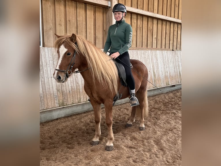 Islandpferd Wallach 6 Jahre 140 cm Fuchs in Stuttgart Islandpferd Wallach 6 Jahre 140 cm Fuchs in Stuttgart
