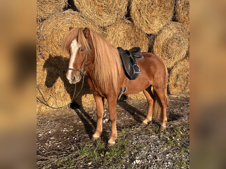 Islandpferd Wallach 6 Jahre 140 cm Fuchs in Stuttgart Islandpferd Wallach 6 Jahre 140 cm Fuchs in Stuttgart