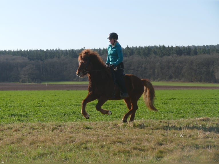 Islandpferd Wallach 6 Jahre 140 cm Fuchs in Euskirchen