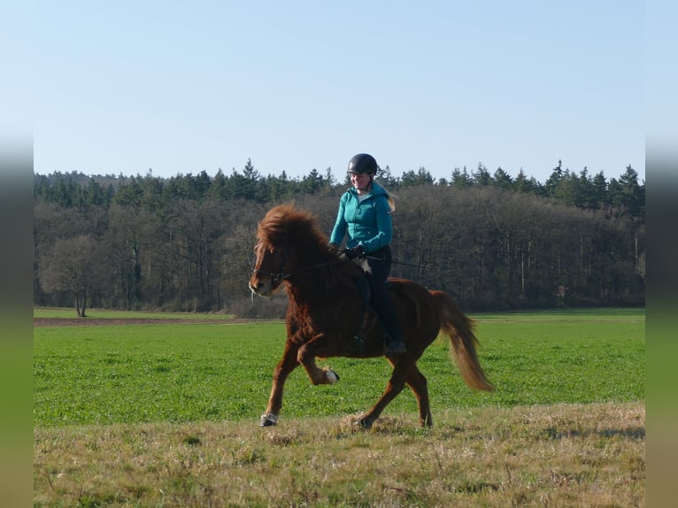Islandpferd Wallach 6 Jahre 140 cm Fuchs in Euskirchen