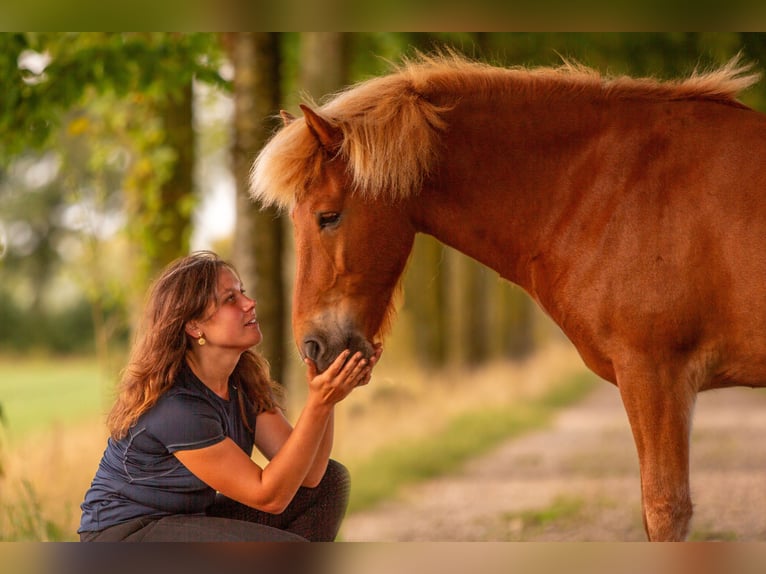Islandpferd Wallach 6 Jahre 140 cm Fuchs in Eibergen