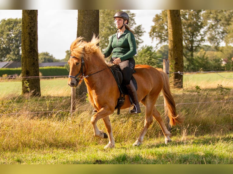 Islandpferd Wallach 6 Jahre 140 cm Fuchs in Eibergen