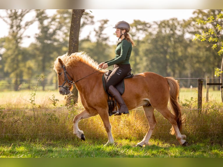 Islandpferd Wallach 6 Jahre 140 cm Fuchs in Eibergen