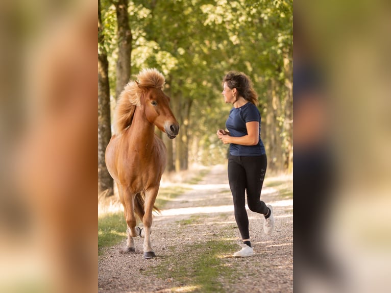 Islandpferd Wallach 6 Jahre 140 cm Fuchs in Eibergen