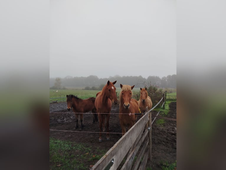 Islandpferd Wallach 6 Jahre 140 cm Fuchs in Eibergen
