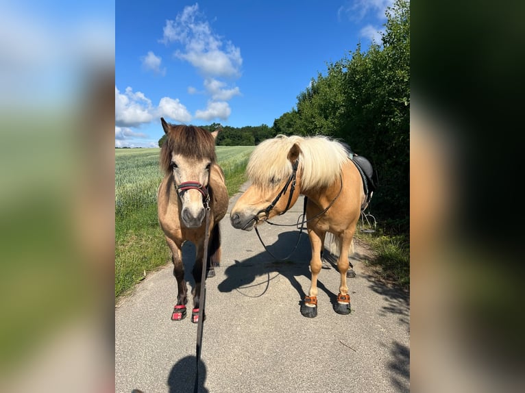 Islandpferd Wallach 6 Jahre 140 cm Palomino in Satrup