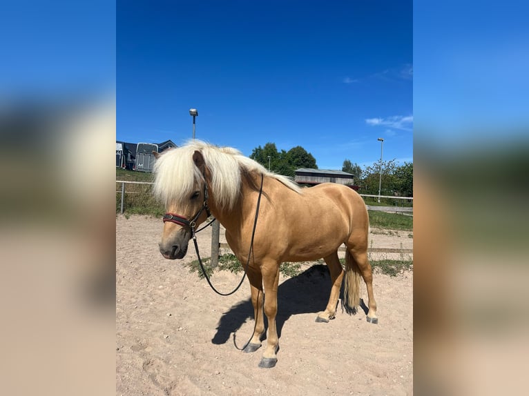 Islandpferd Wallach 6 Jahre 140 cm Palomino in Satrup