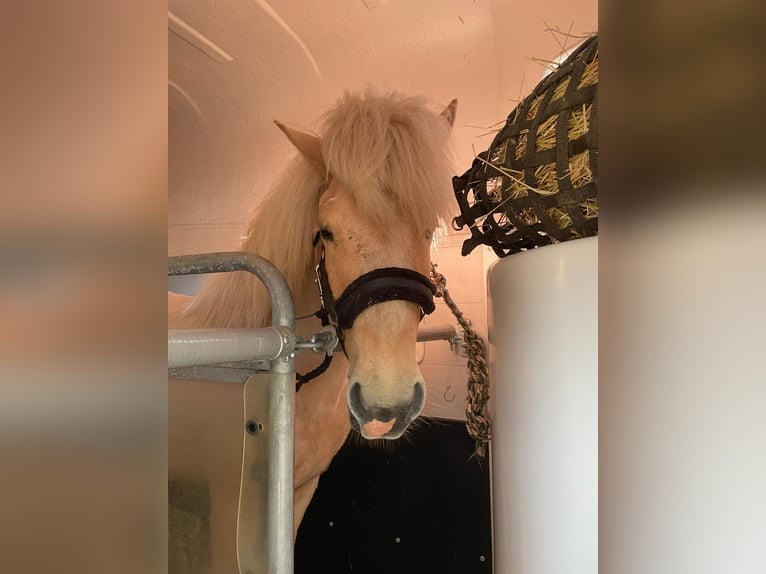 Islandpferd Wallach 6 Jahre 140 cm Palomino in Satrup