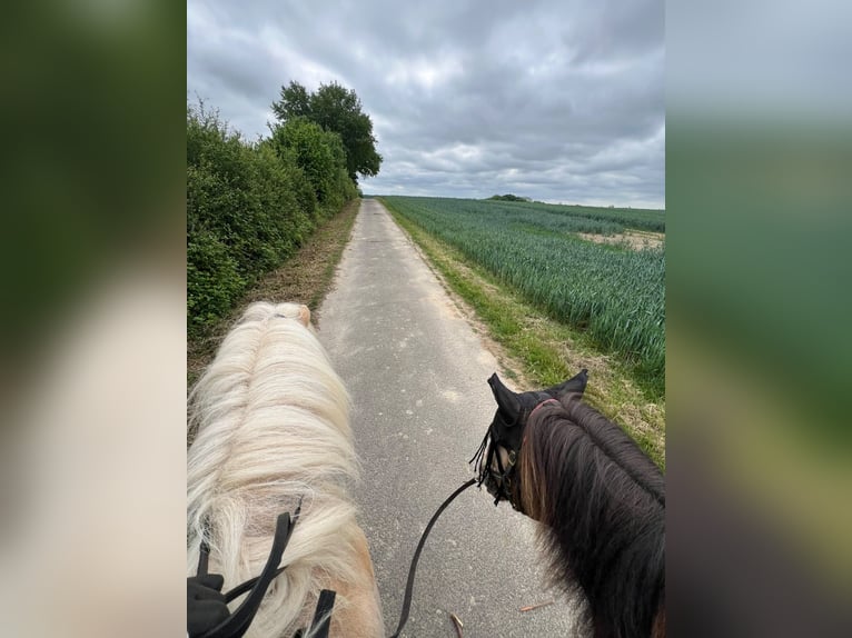 Islandpferd Wallach 6 Jahre 140 cm Palomino in Satrup