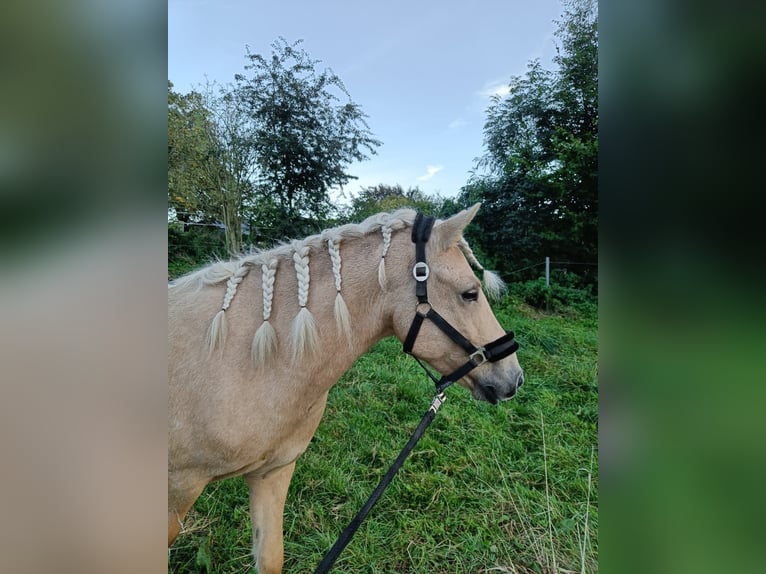 Islandpferd Wallach 6 Jahre 140 cm Palomino in Satrup