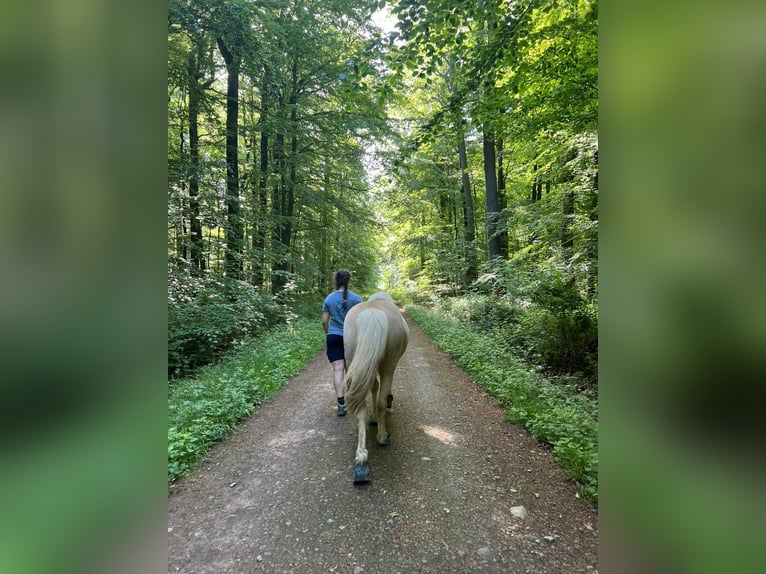 Islandpferd Wallach 6 Jahre 140 cm Palomino in Satrup