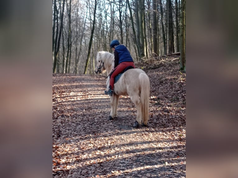 Islandpferd Wallach 6 Jahre 140 cm Palomino in Satrup