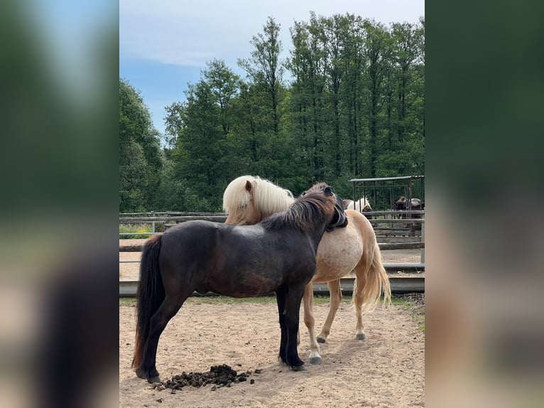 Islandpferd Wallach 6 Jahre 140 cm Palomino in Satrup