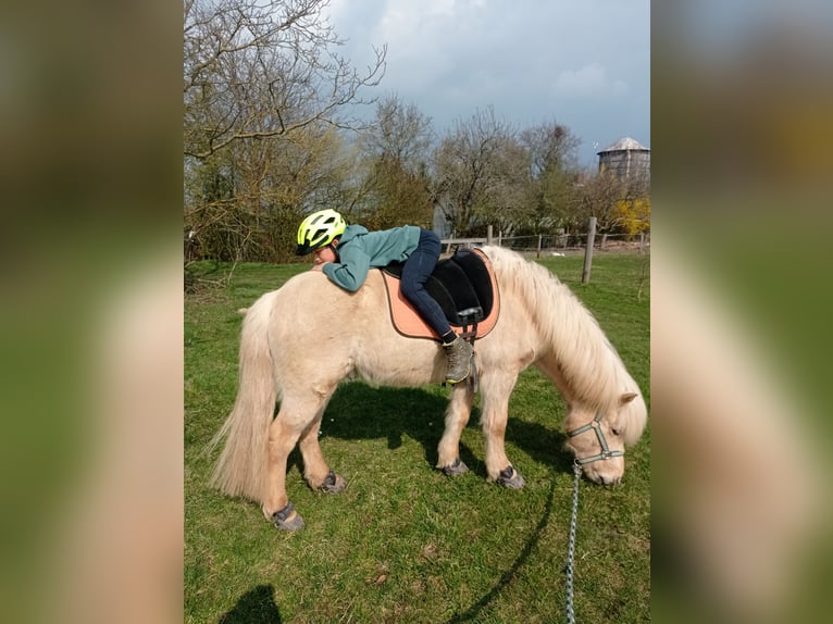 Islandpferd Wallach 6 Jahre 140 cm Palomino in Satrup