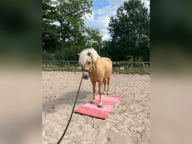Islandpferd Wallach 6 Jahre 140 cm Palomino in Satrup