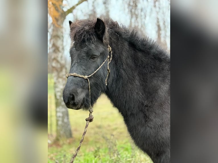 Islandpferd Wallach 6 Jahre 140 cm Rappe in Achstetten