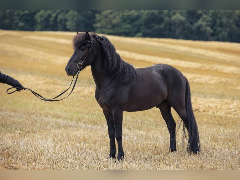 Islandpferd Wallach 6 Jahre 140 cm Rappe in Horst