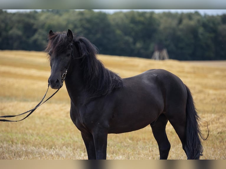 Islandpferd Wallach 6 Jahre 140 cm Rappe in Horst