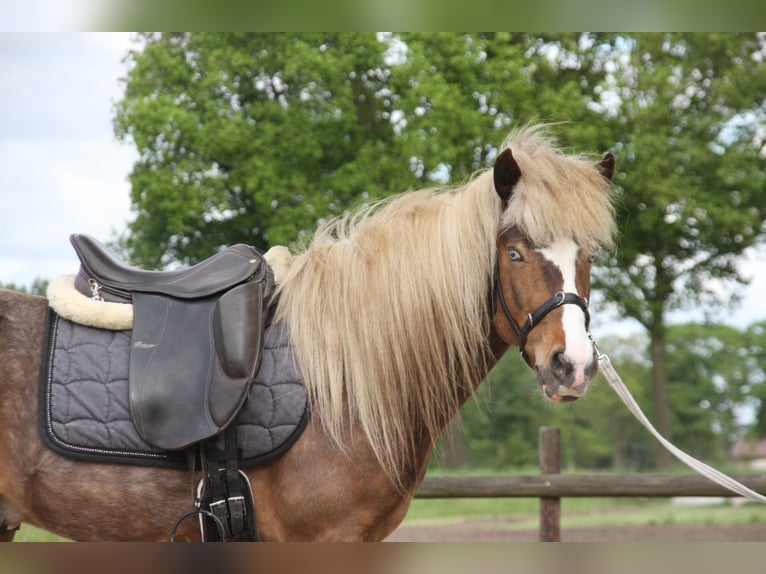 Islandpferd Wallach 6 Jahre 140 cm Schecke in Harreveld