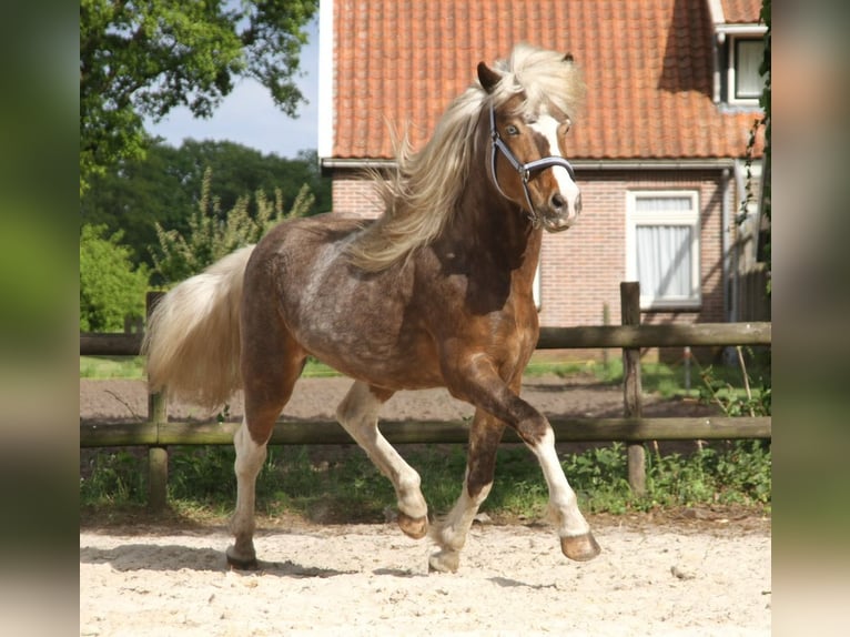 Islandpferd Wallach 6 Jahre 140 cm Schecke in Harreveld