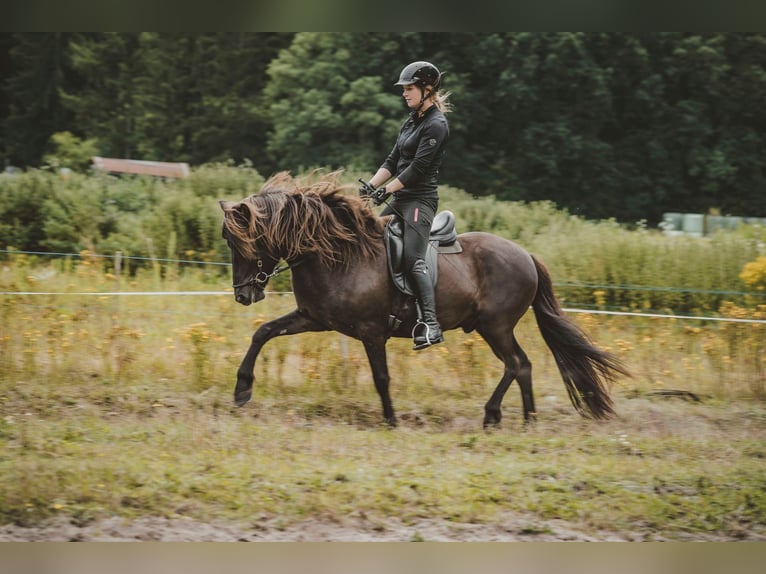 Islandpferd Wallach 6 Jahre 141 cm in Buchholz in der Nordheide