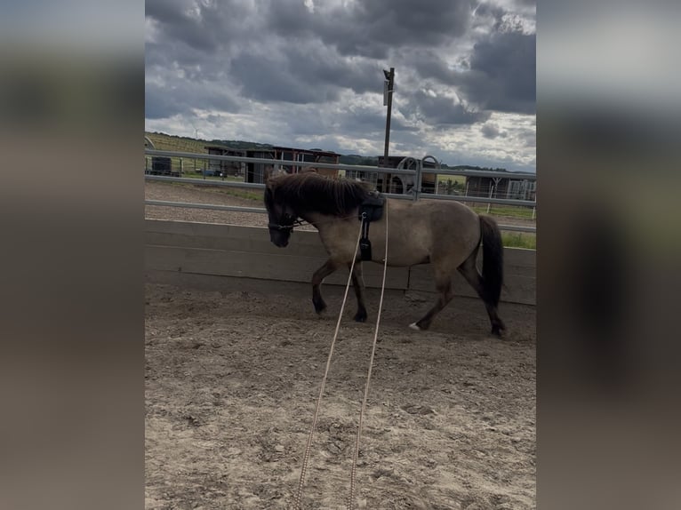 Islandpferd Wallach 6 Jahre 142 cm Falbe in Polch