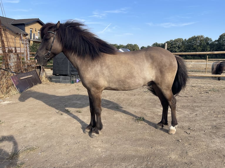 Islandpferd Wallach 6 Jahre 142 cm Falbe in Polch