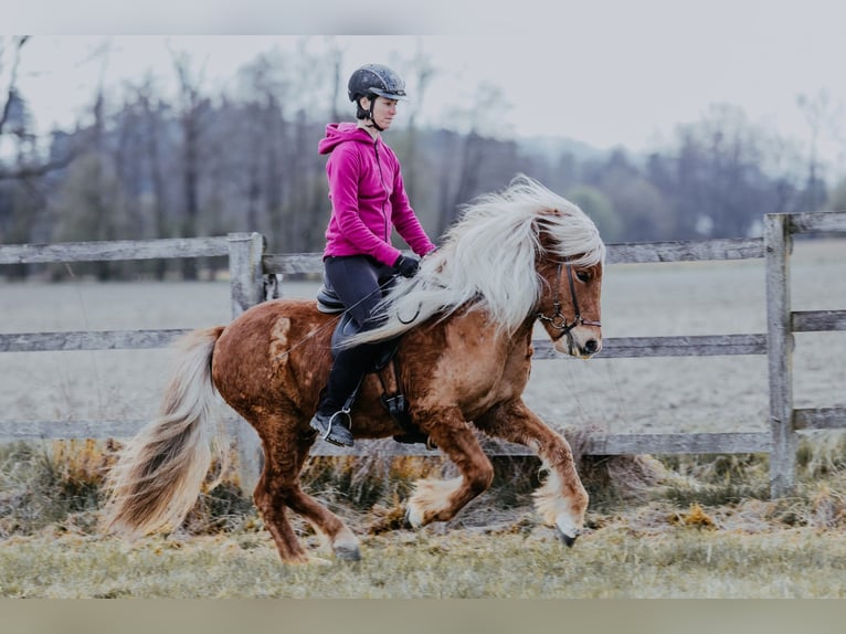 Islandpferd Wallach 6 Jahre 142 cm Fuchs in Taufkirchen an der Trattnach